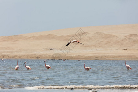 远足梦独立秘鲁帕拉卡斯保留地FlamingosChilenos图片