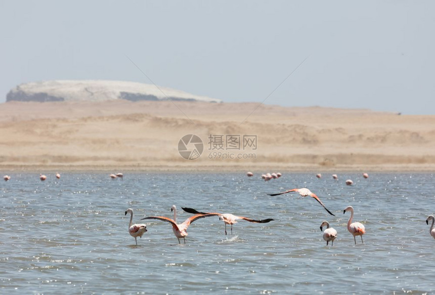 梦假期伊卡秘鲁帕拉斯保留地FlamingosChilenos图片