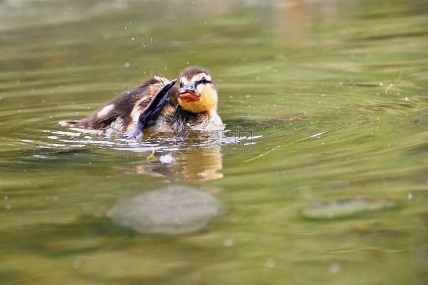 家庭黄色的团体一只小鸭子在池塘上漂浮的小鸭子图片