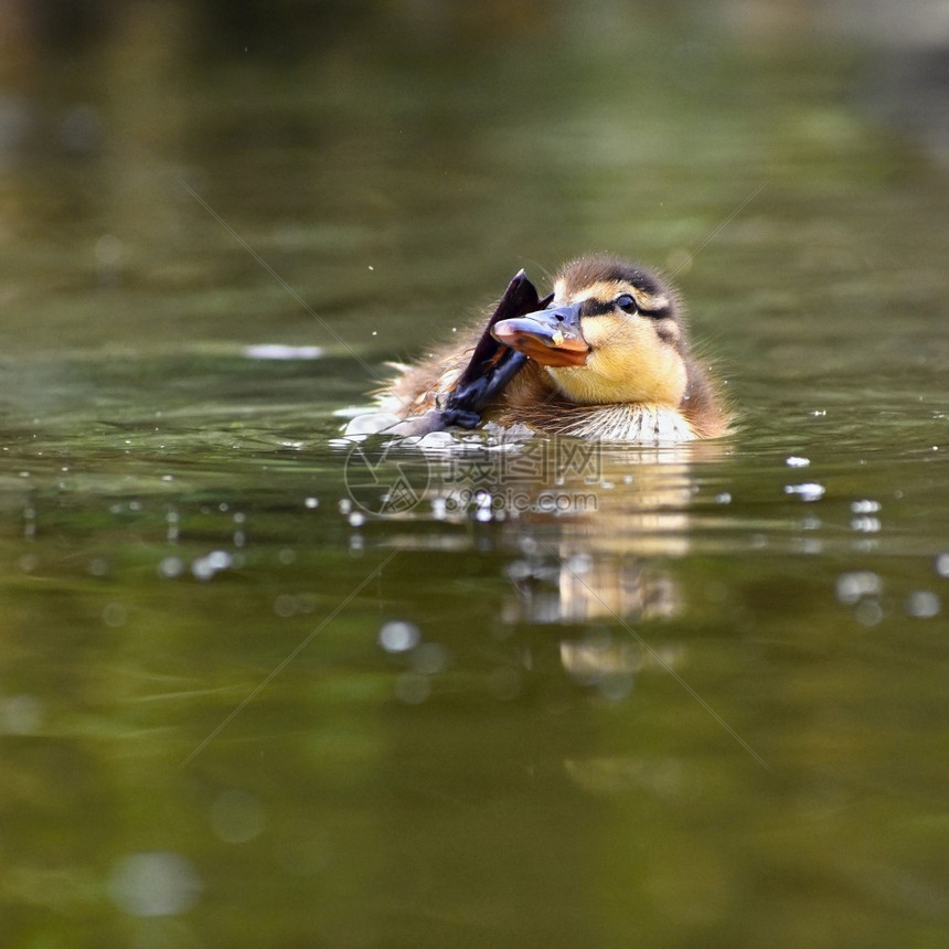 新的蓝色快乐一只小鸭子在池塘上漂浮的小鸭子图片