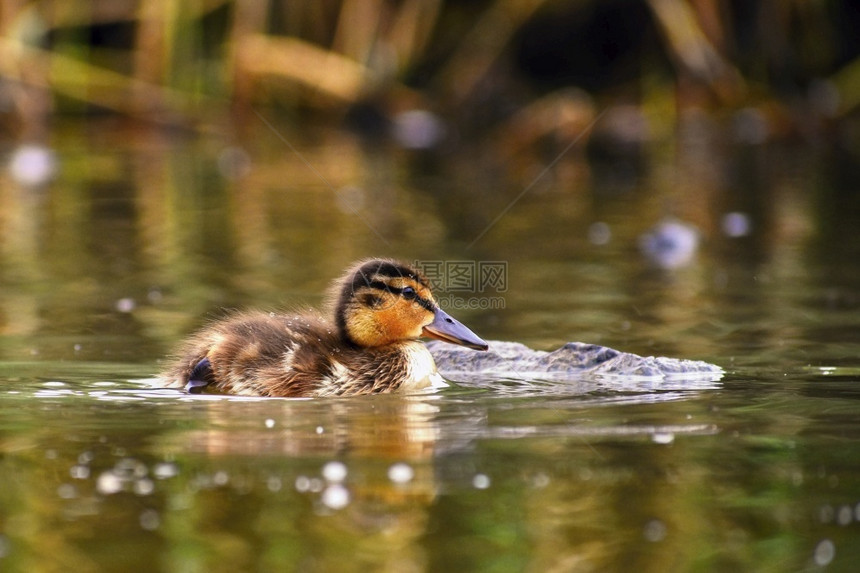 婴儿一种团体只小鸭子在池塘上漂浮的小鸭子图片