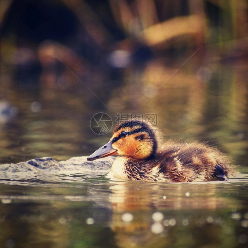 农场新生一只小鸭子在池塘上漂浮的小鸭子有趣图片