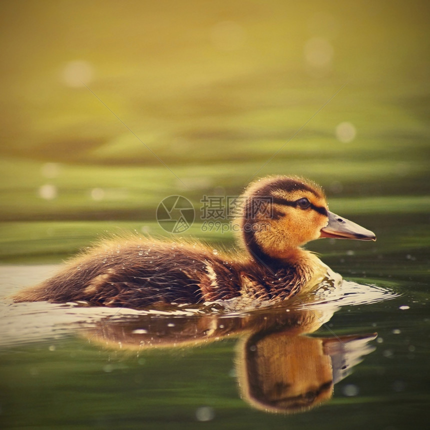 一只小鸭子在池塘上漂浮的小鸭子快乐鸟类新生图片