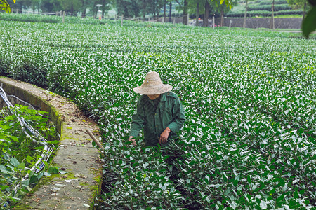 拣货员城市Jan茶叶种植园和老年妇女在花园旅行社2016年照片上工作职业行图片