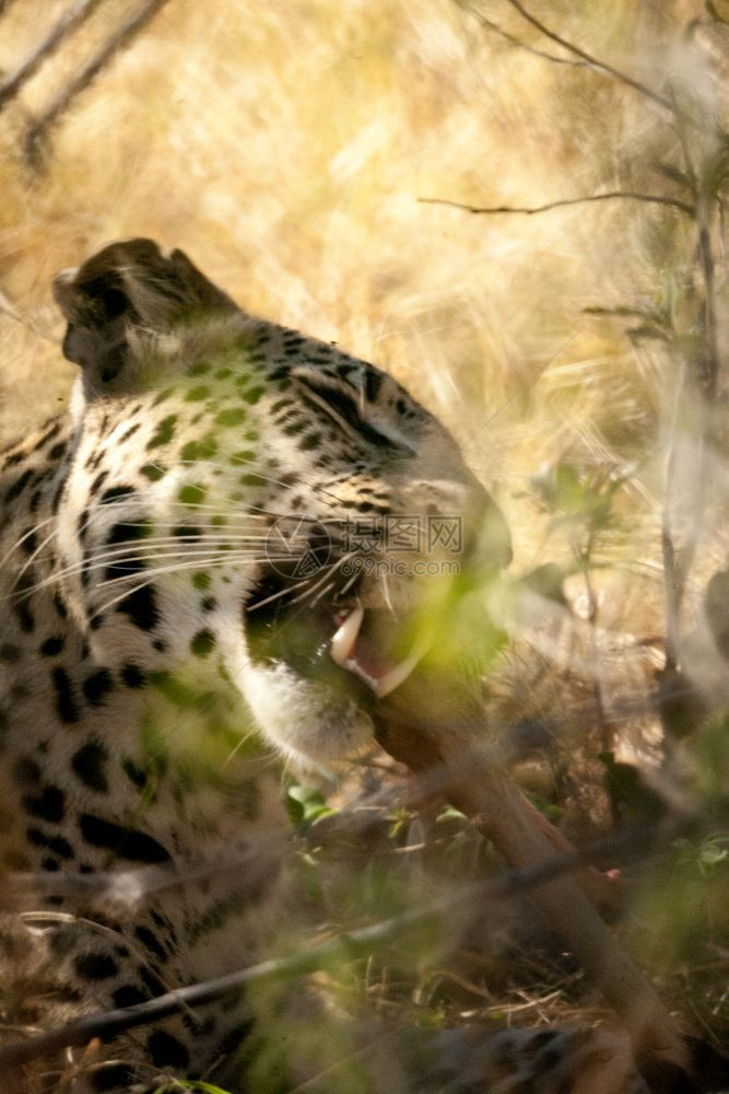 濒危预订博茨瓦纳Chobe公园保留地树下的一个美洲豹危险图片