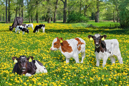 放牧农田一群新生幼崽和奶牛在欧伯南牧场中与花棚一起生长动物图片