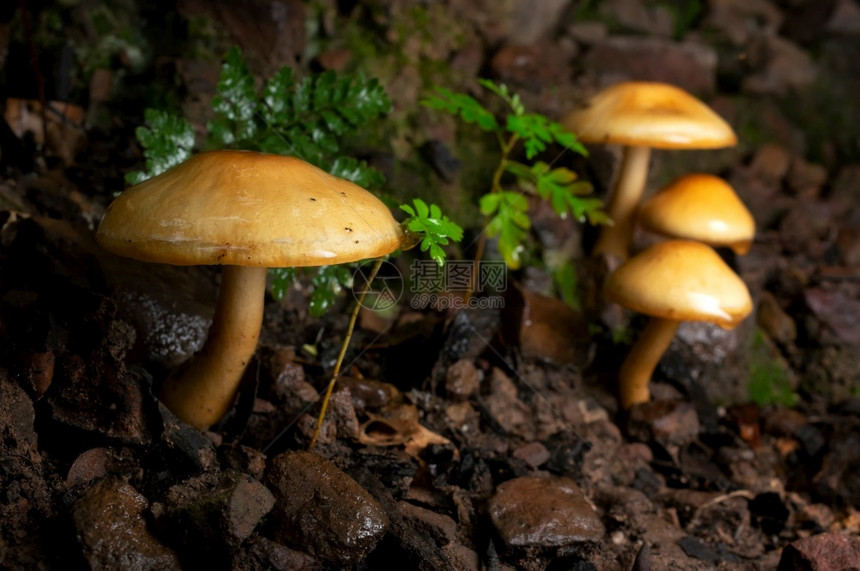 细节有很多大型木蘑菇有真菌生长的蘑菇充满背景的树野有机的蔬菜图片