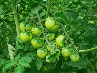 绿番茄不熟的植物在温室中生长和成熟密闭栽培的环境室内图片