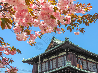 神社传统日本建筑在内良有樱花的树木场景图片