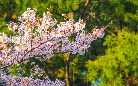 颜色日本樱花盛开的特写樱花盛开的特写绽放芽图片