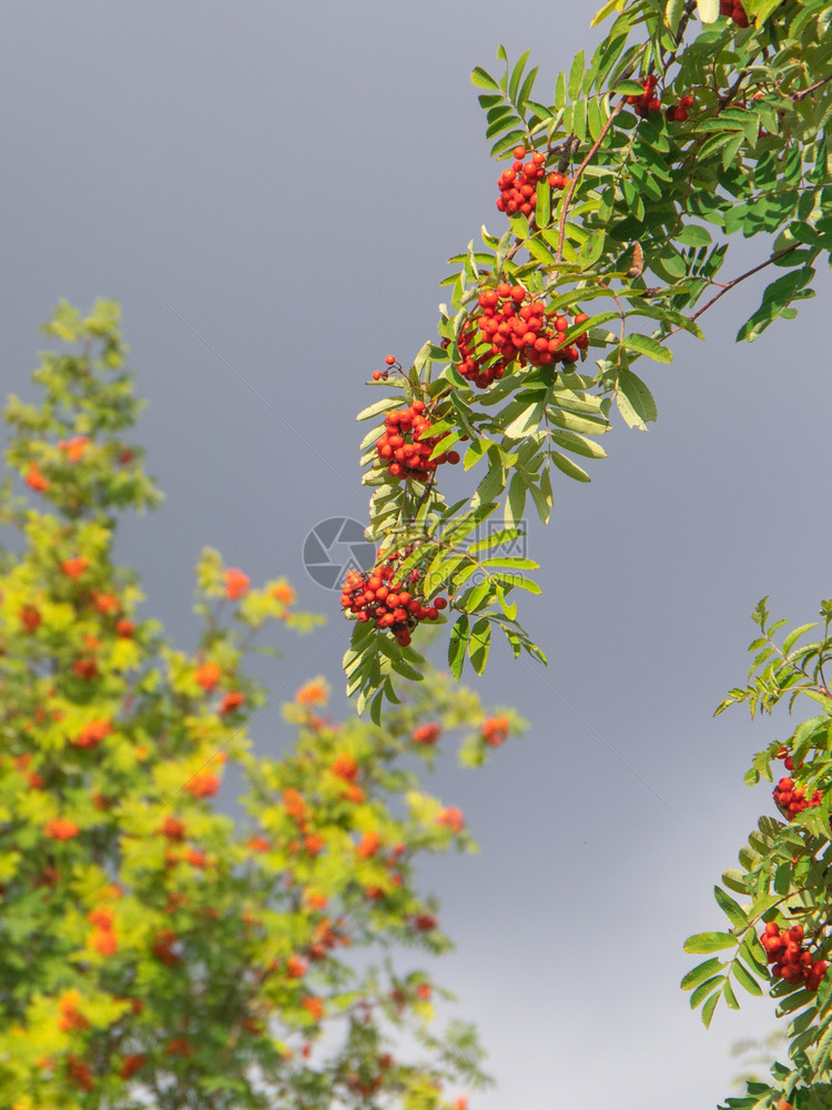 红色的八月天空蓝色和云彩上红熟浆果和绿叶子的连形树枝分支奥卡帕利亚图片