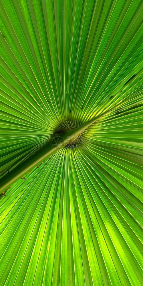 辉光植被用于背景纹理的绿风扇棕榈叶郁葱图片