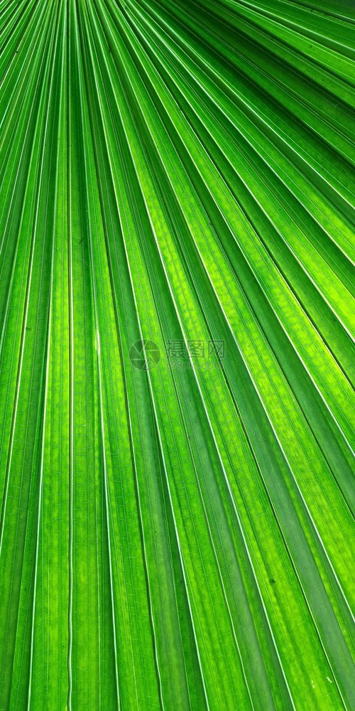 用于背景纹理的绿风扇棕榈叶子自然闪电图片