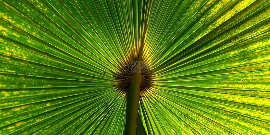 用于背景纹理的绿风扇棕榈叶为了植被热带图片