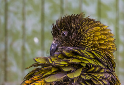新西兰高山鹦鹉濒危鸟类kea鹦鹉的脸特写动物学高地打扮图片