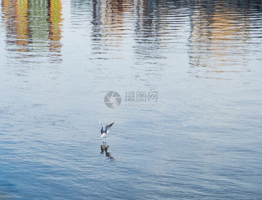 海沟在纽卡斯尔的Tyne河水中降落其反射和河岸建筑物的反射明显可见帕利卡拉斯户外水域图片