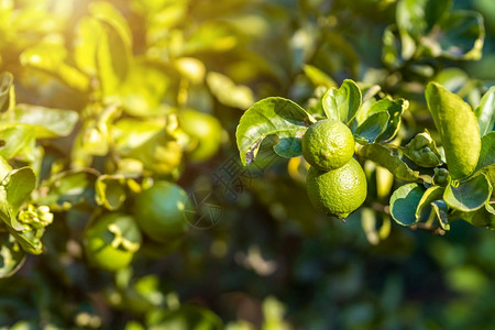 天近距离的绿色柠檬在树上生长在花园背景中收获柑橘水果分支一种图片
