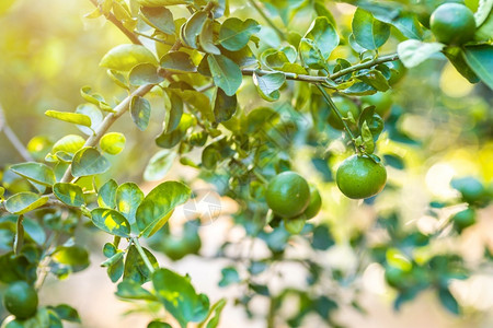 叶子近距离的绿色柠檬在树上生长在花园背景中收获柑橘水果分支农业图片