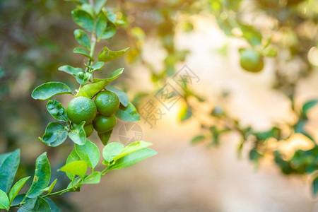 酸橙近距离的绿色柠檬在树上生长在花园背景中收获柑橘水果植物食图片