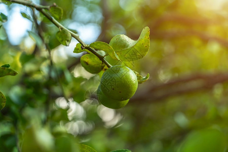 新鲜的树林橙近距离绿色柠檬在树上生长在花园背景中收获柑橘水果图片