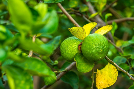 泰国近距离的绿色柠檬在树上生长在花园背景中收获柑橘水果青柠满的图片