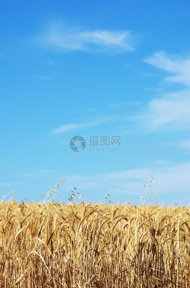 在葡萄牙南部的田地上小麦南边是黄色的玉米干燥图片