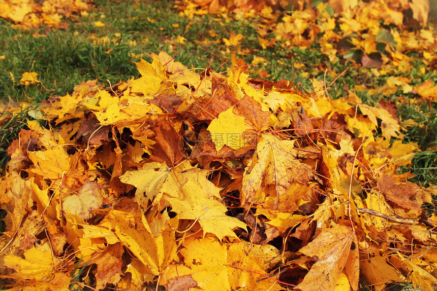 秋天公园堆起的落叶图片