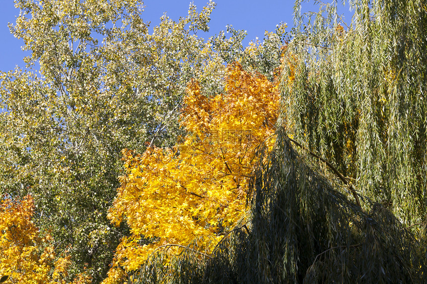 树叶新鲜的9月秋天开始黄色的柳木种植绿九月橙色的树针叶图片