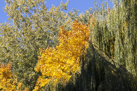 柳树绿了树叶新鲜的9月秋天开始黄色的柳木种植绿九月橙色的树针叶背景