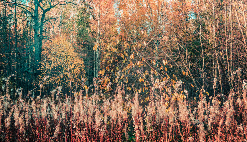 公园风景优美自然秋森林风景黄叶各种植物图片