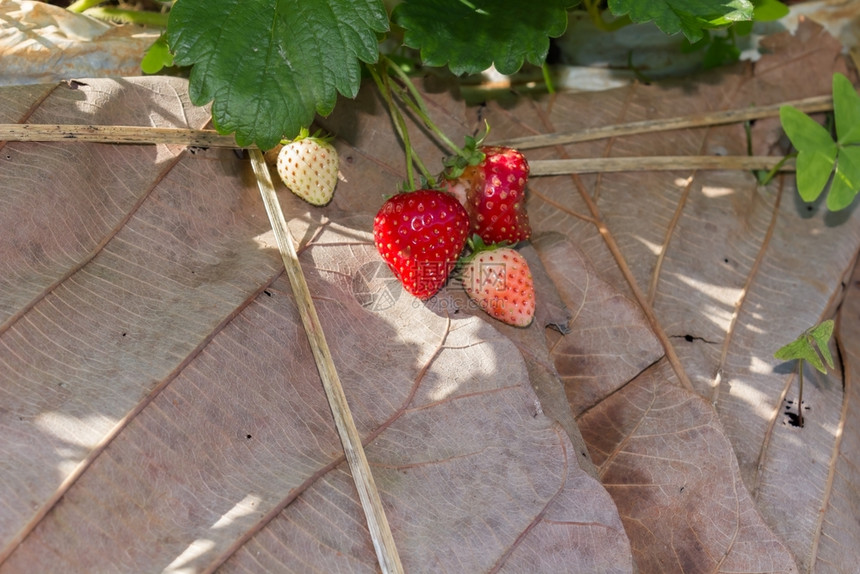 花园里的草莓收成夏天可爱的图片