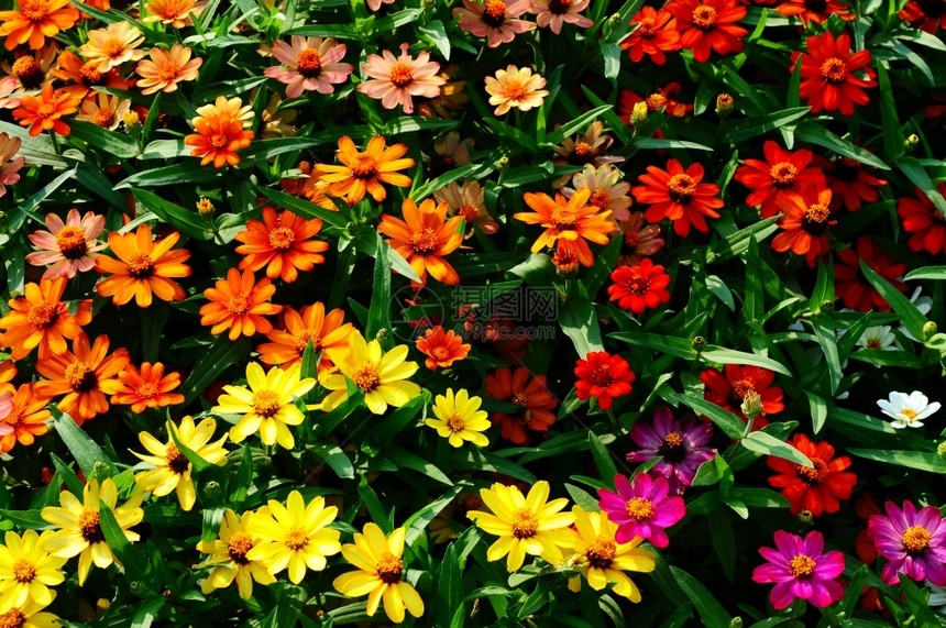 花束丰富多彩的景观花朵在园里盛开图片