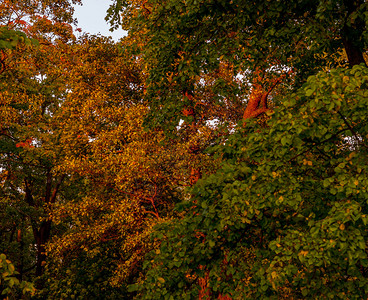 季节团体秋天初多彩树冠落下叶子的树木户外图片