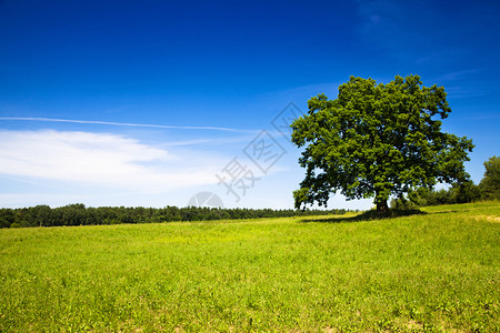 农业夏季树天在田间生长夏季树绿色天堂图片