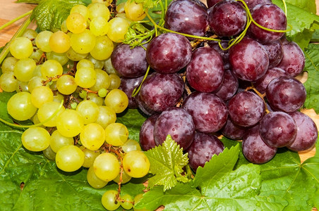 葡萄是家族植物的基因Vitaceae酒精属分支图片