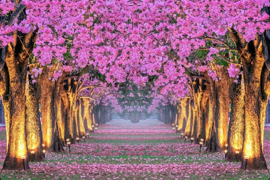 小路拱风景美丽的粉红色花朵树图片