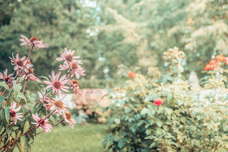 树城市公园中美丽的粉红色花朵模糊bokeh耀斑散景图片