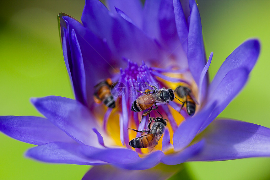 蜜蜂在紫莲花上采蜜图片