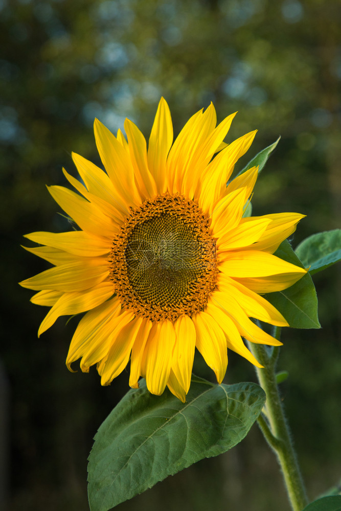 在温暖的下午阳光向日葵垂直视图自然波兰花的图片