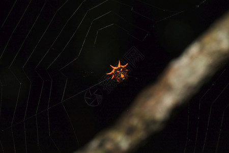 网上的橙蜘蛛在等着昆虫荒野网络绿色图片