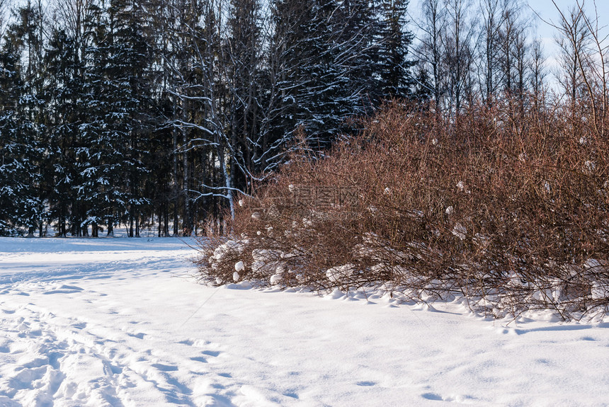 下雪的森林后在公园的一座葛林地上被雪覆盖的灌木丛树图片