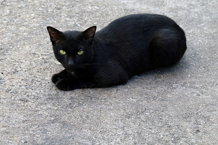 黑猫病态丑陋科动物黑色的图片
