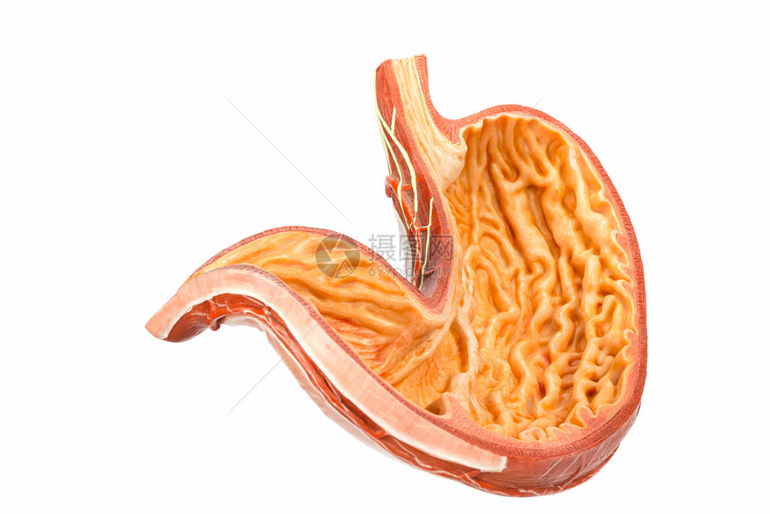 人类腹部的模型以白色背景隔绝荷兰学校生物图片