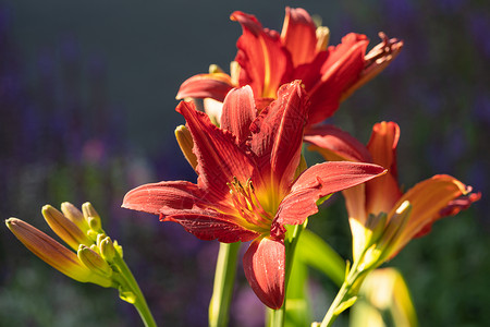 风景白日LilyHemerocallis关闭花头红色的美丽图片