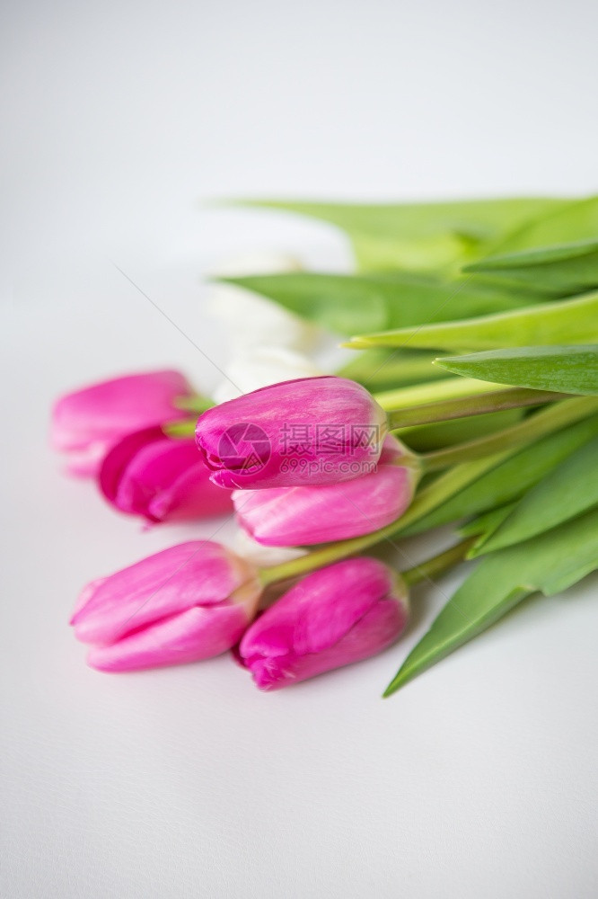 绿色叶子复活节美丽的春天花束白色背景上的粉红和白郁金香假期明信片美丽的春天花束白色背景上的粉红和白郁金香图片