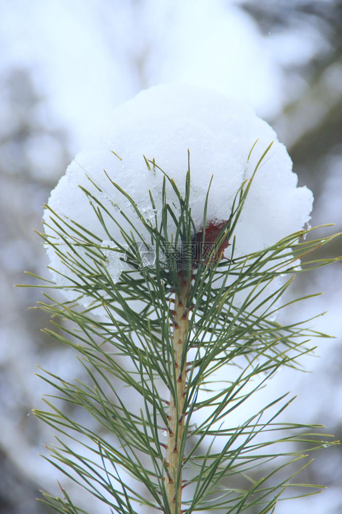 降雪季节覆盖的松针顶部森林中被雪覆盖的松树枝雪中冬天森林木雪覆盖的松树顶部季节图片