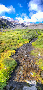 夏季雷尼尔山风景肖像全夏季雷尼尔山风景肖像全花朵季节级联图片