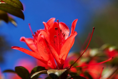 松弛红罗多登峰花朵在蓝天空中闪耀的红色花朵背景以罗多登山花瓣为焦点绿色叶子背景图片