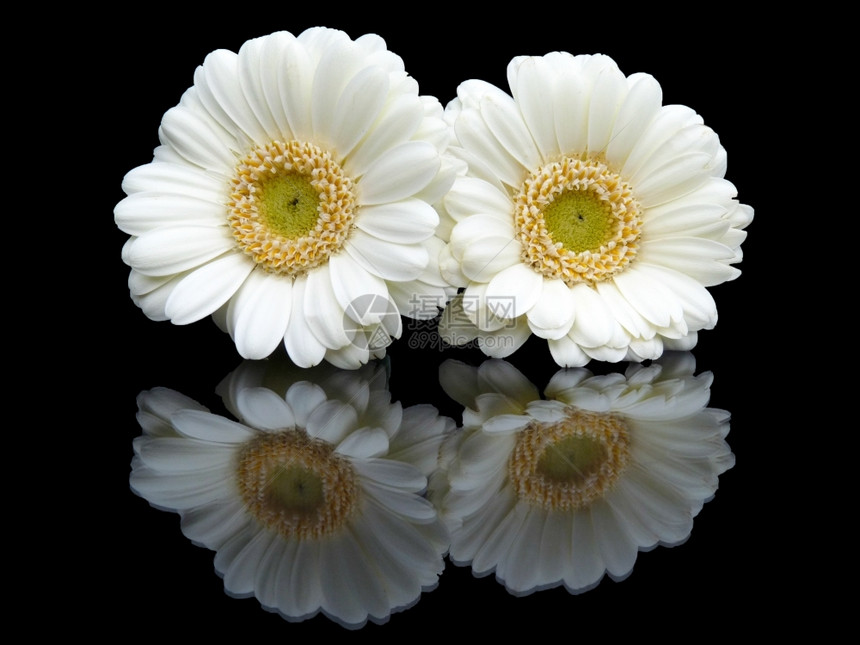 黄色的两朵白鲜花其镜像图在黑色背景上被隔绝开花美丽图片