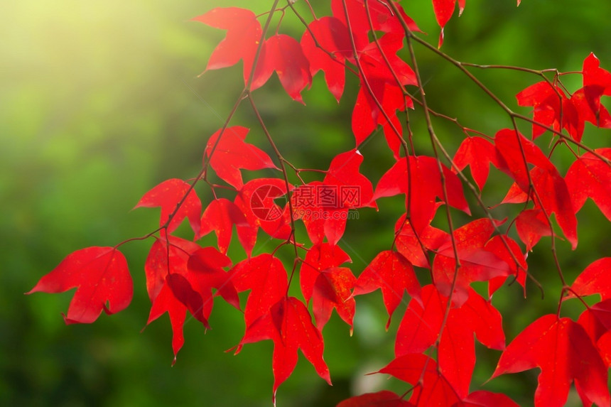 公园秋季节红色枫叶图片